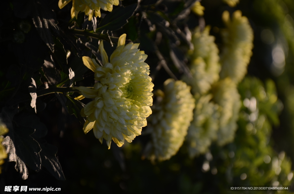 夕阳菊花