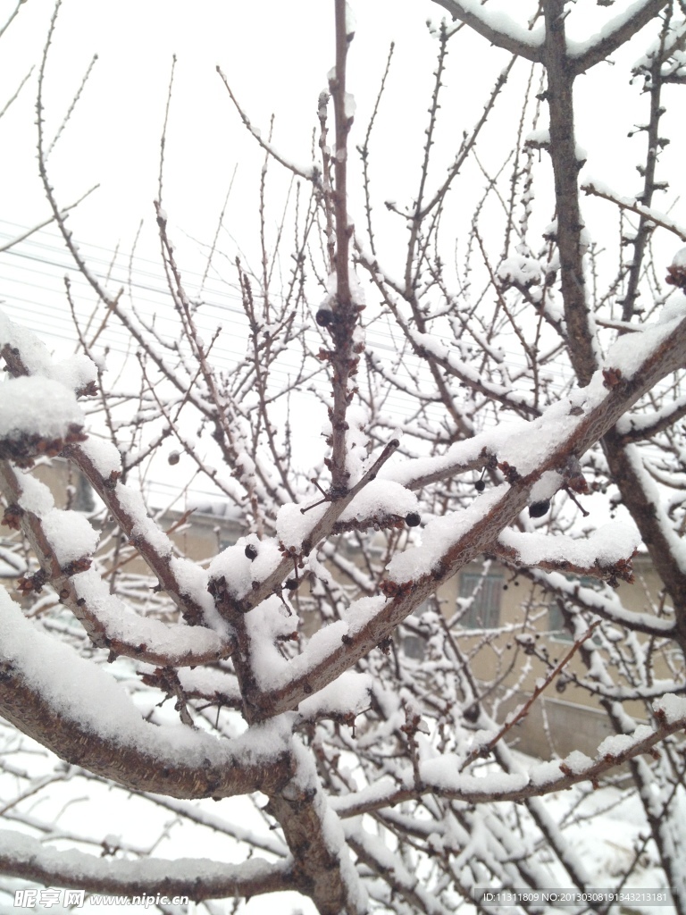 雪景