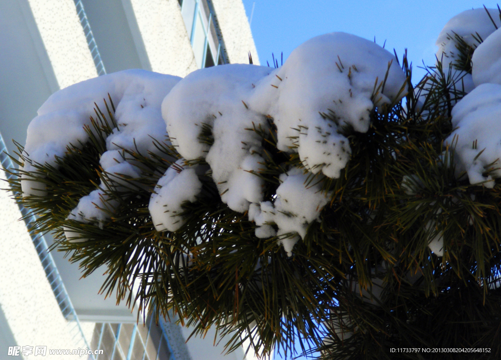 雪压枝头