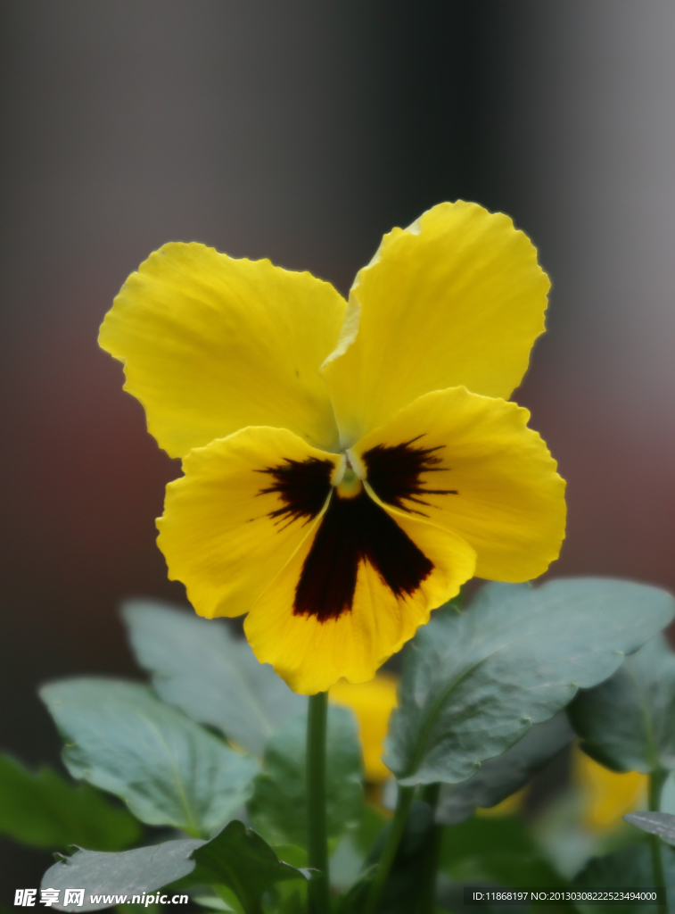 蝴蝶花