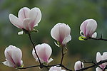 玉兰花