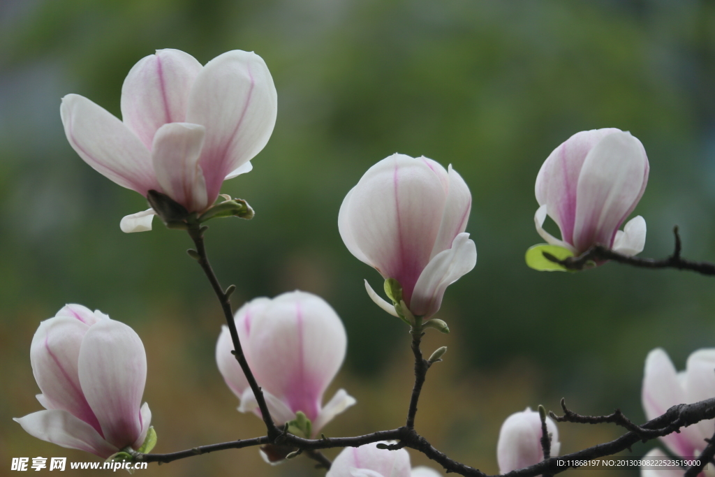 玉兰花