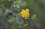 小黄花