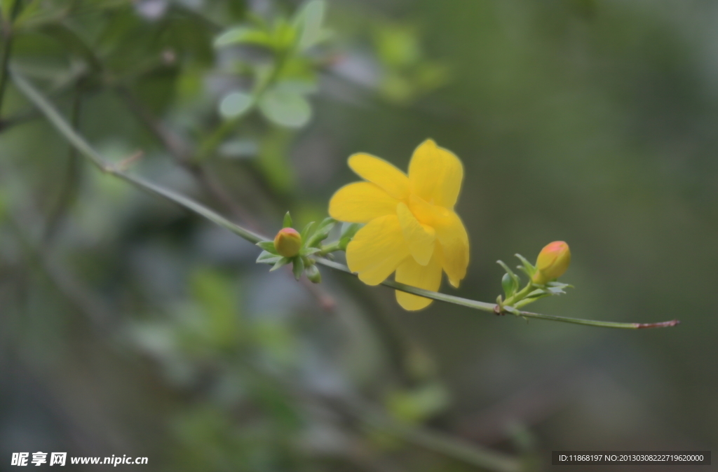 小黄花