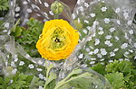 花毛茛