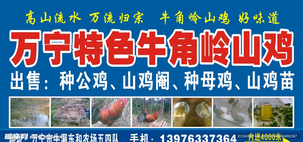 山鸡广告