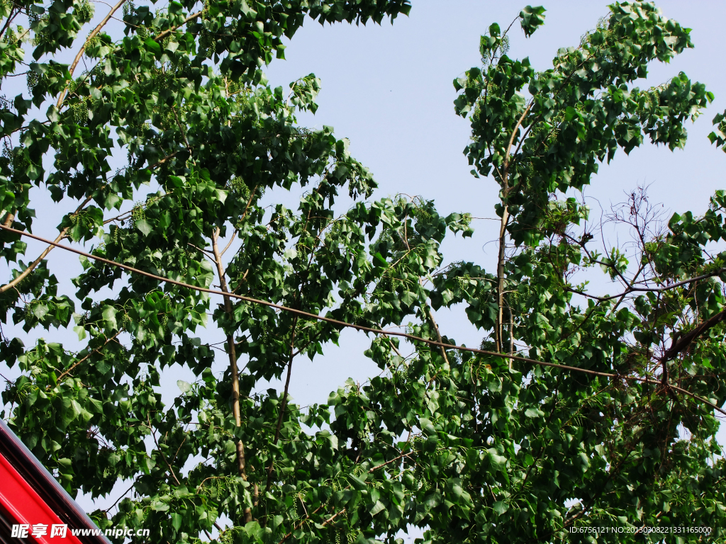 杨树