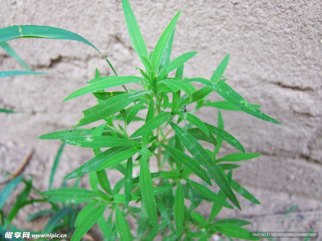 绿草