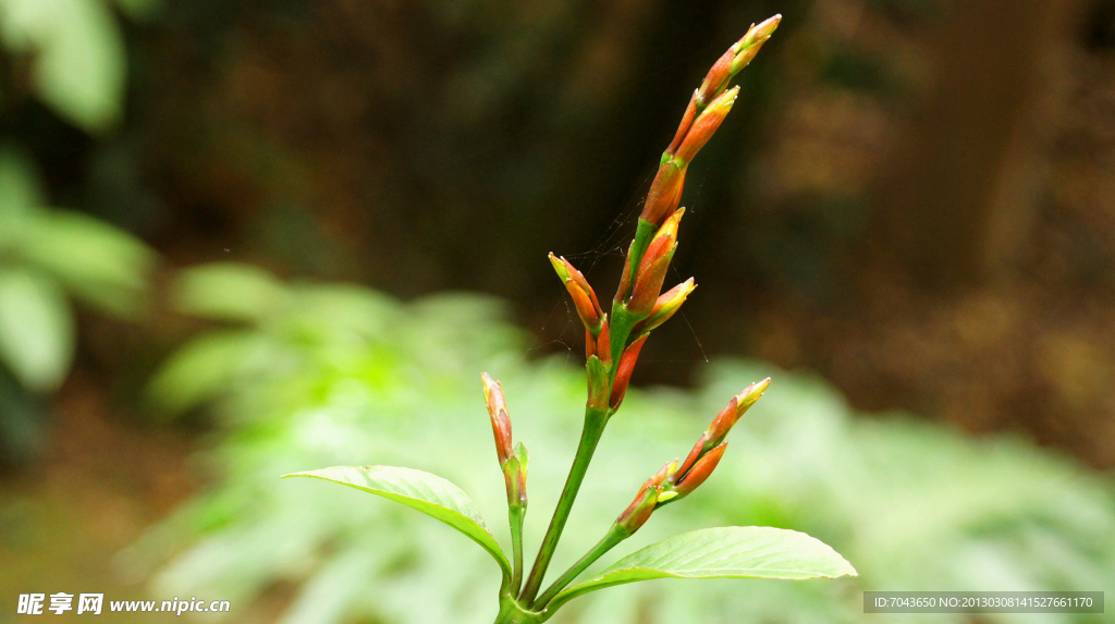 初芽 生命力