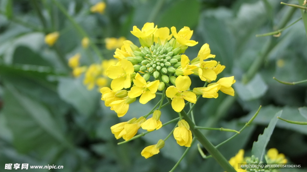 油菜花