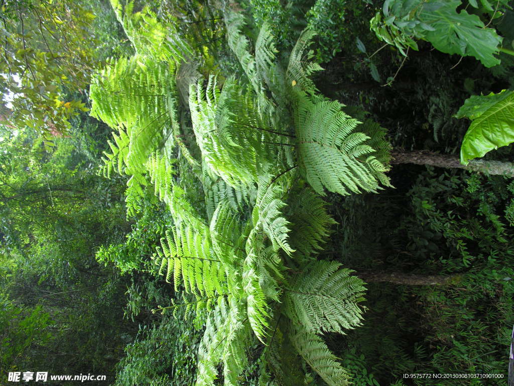 桫椤