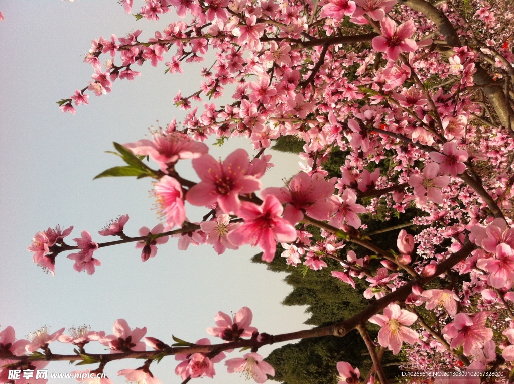 桃花