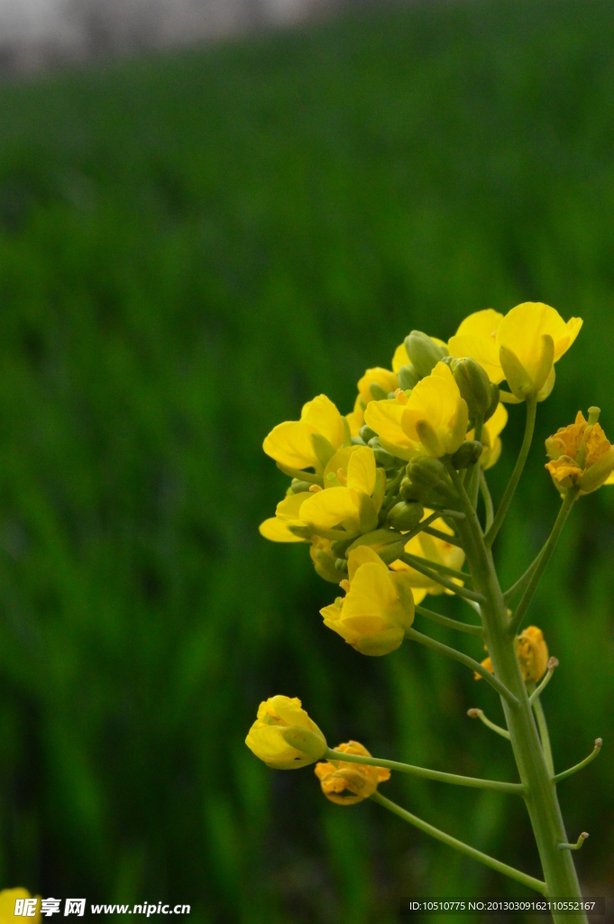 油菜花