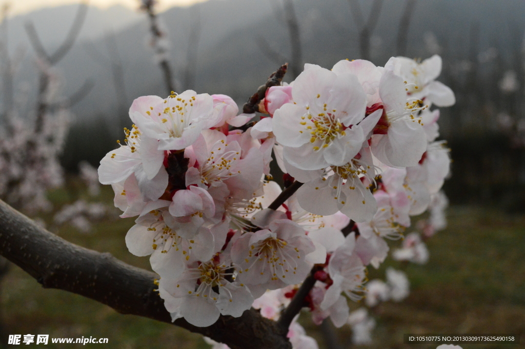 桃花
