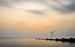 海天 鸟