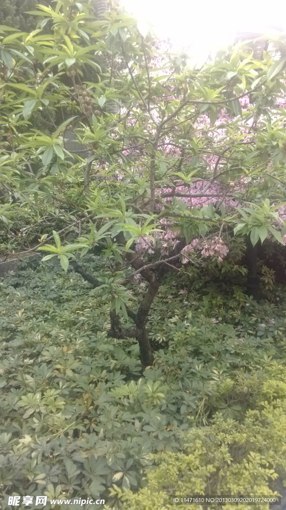 桃树