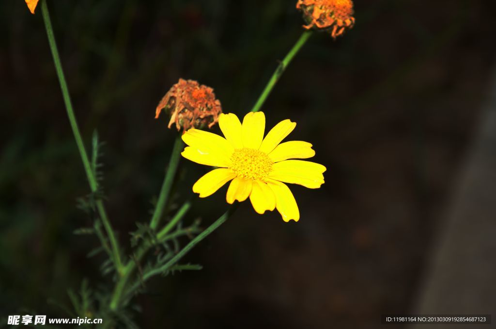 小花