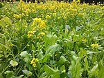 田野菜花
