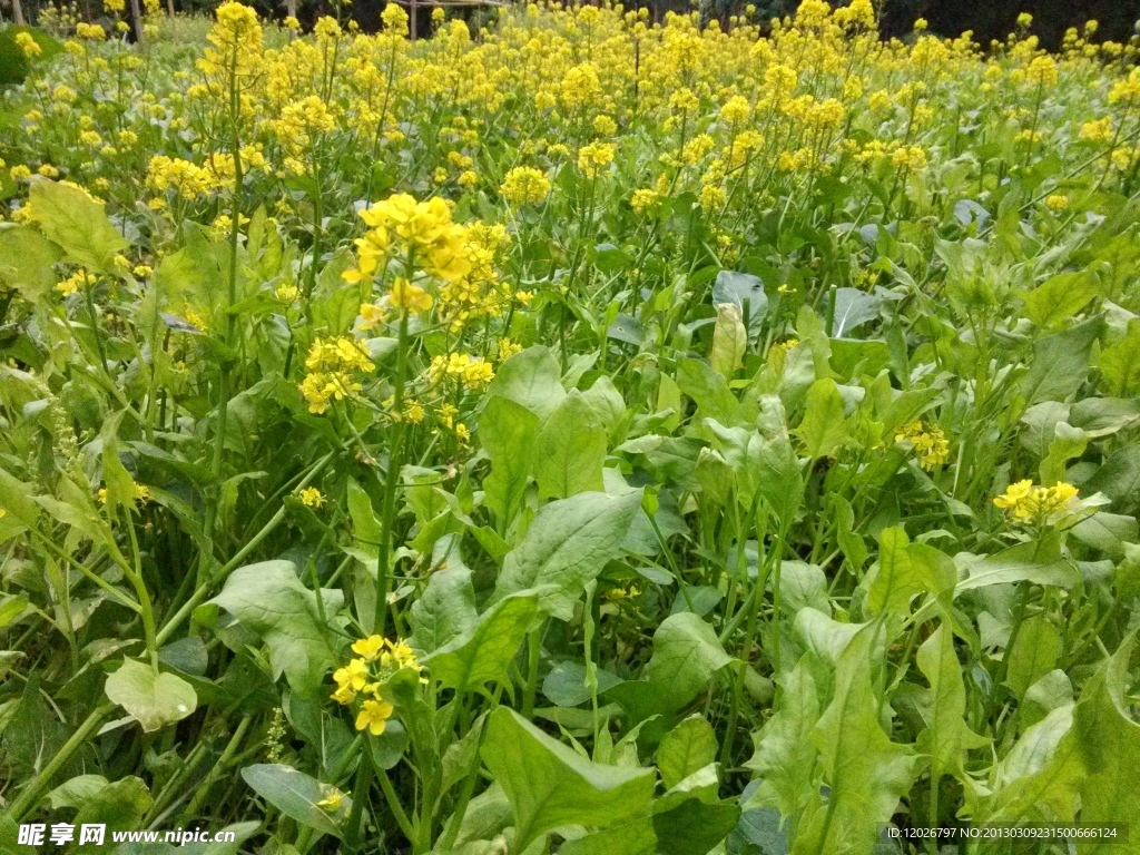 田野菜花