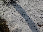 雪地鸟脚印