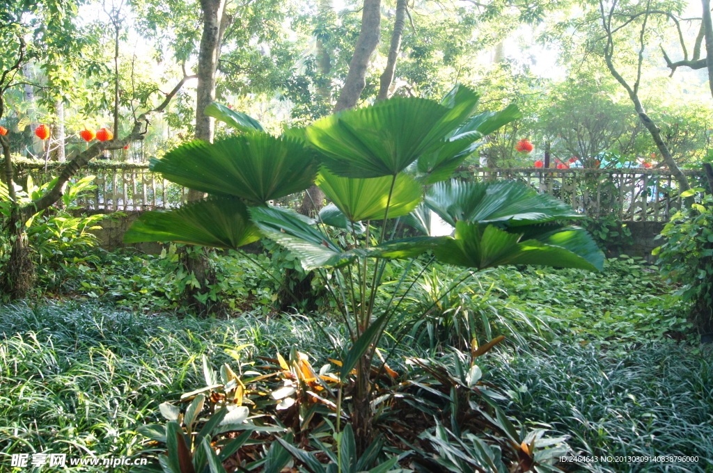 兴隆热带植物园