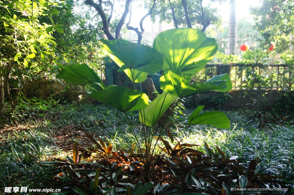 兴隆热带植物园