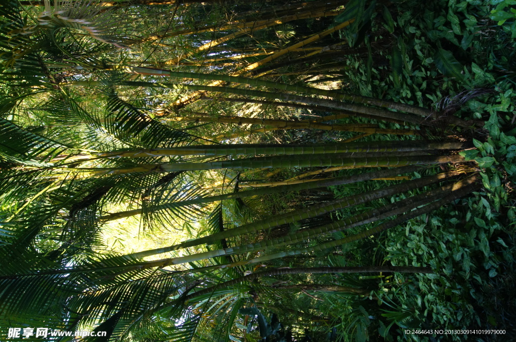 兴隆热带植物园