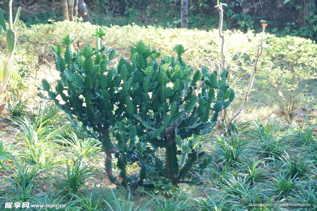 兴隆热带植物园