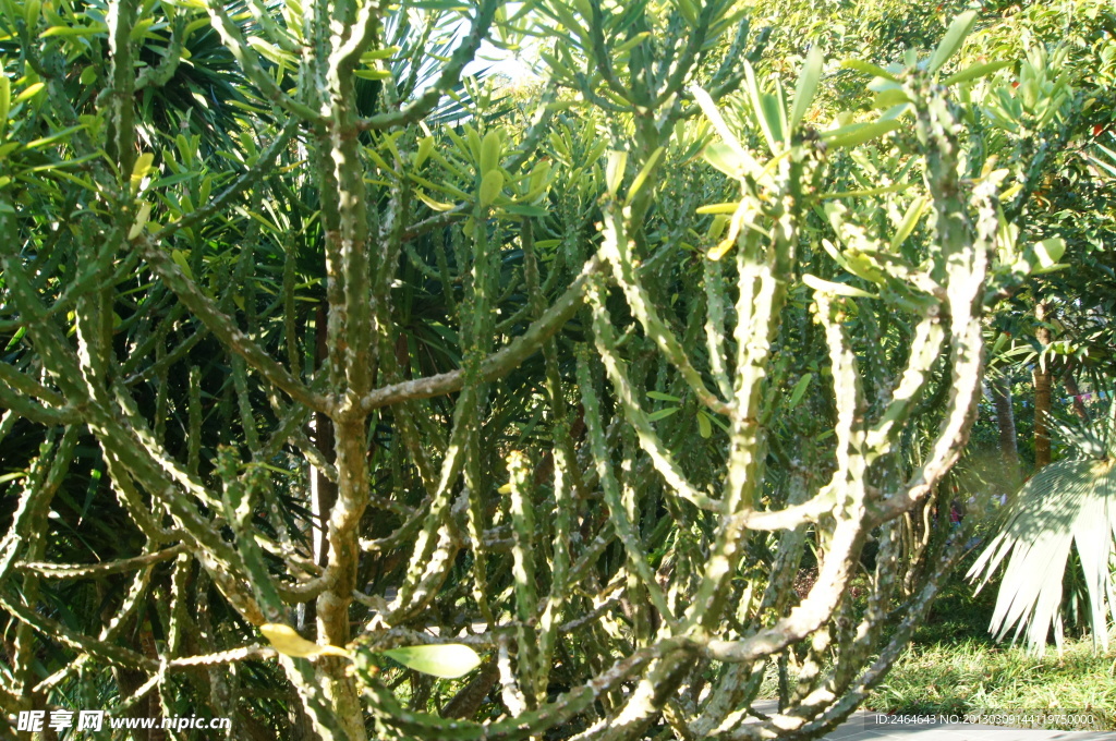 兴隆热带植物园