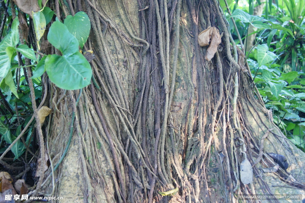 兴隆热带植物园