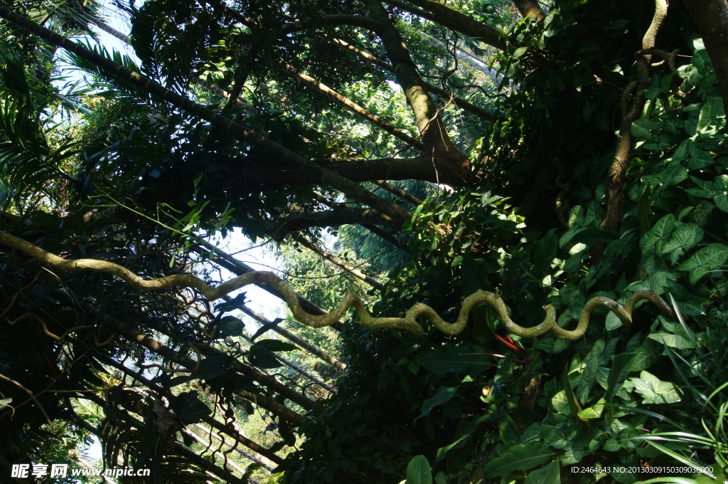 兴隆热带植物园