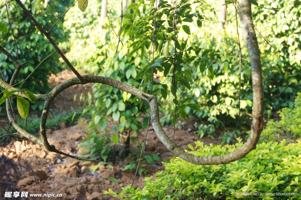 兴隆热带植物园