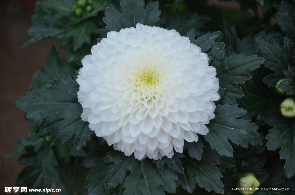 菊花