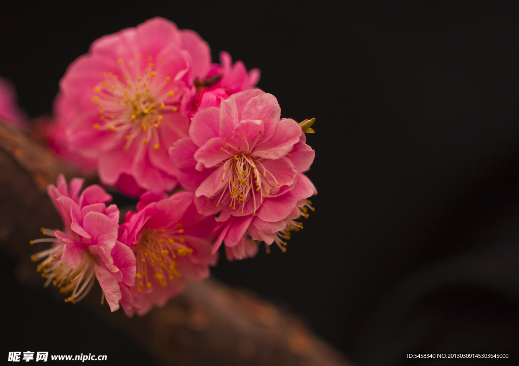 梅花