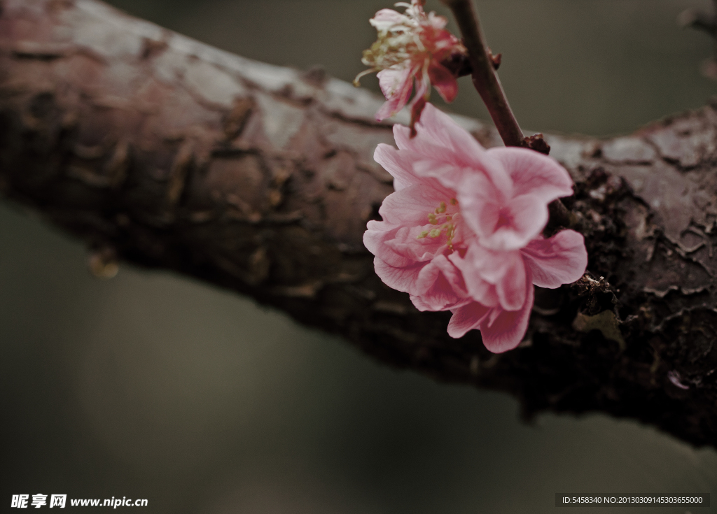 梅花