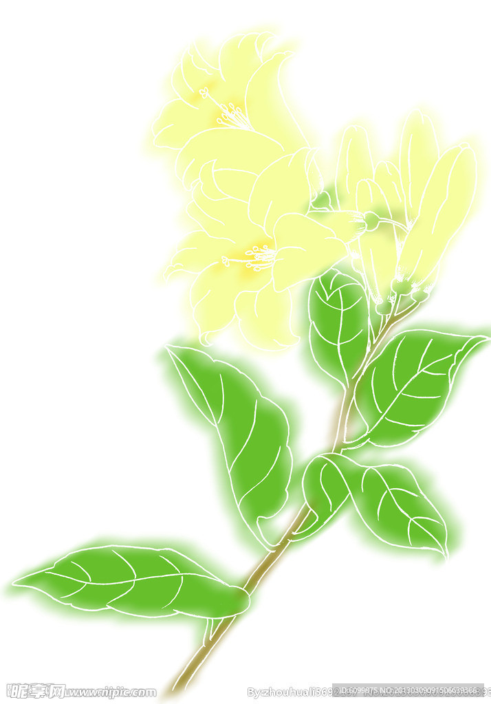 百合花