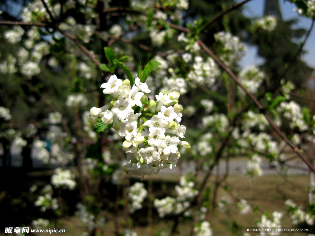 春花