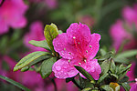 杜鹃花