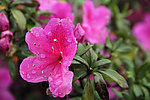 杜鹃花