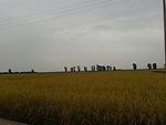 水稻 邢瑞雪 大米 丰收