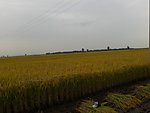 水稻 邢瑞雪 大米 丰收