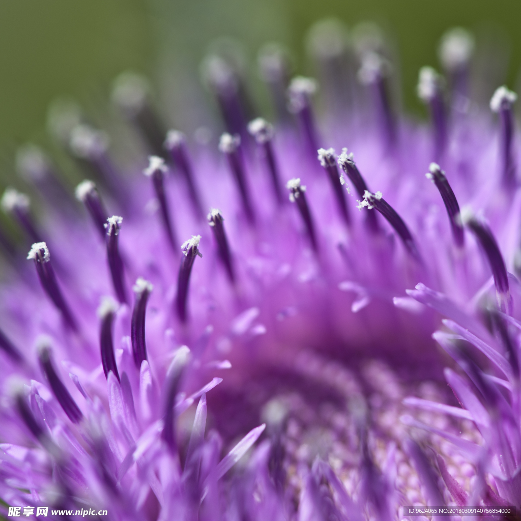 刺菜花