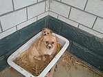 狗狗
