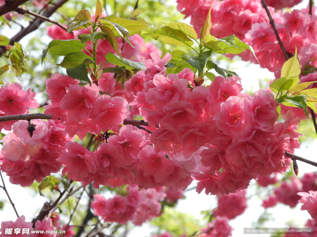 樱花