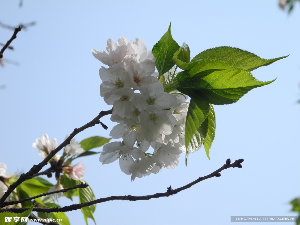 樱花