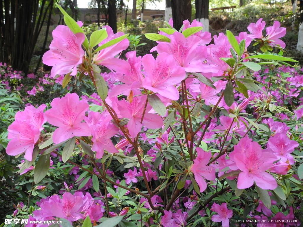 杜鹃花