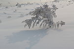 雪景