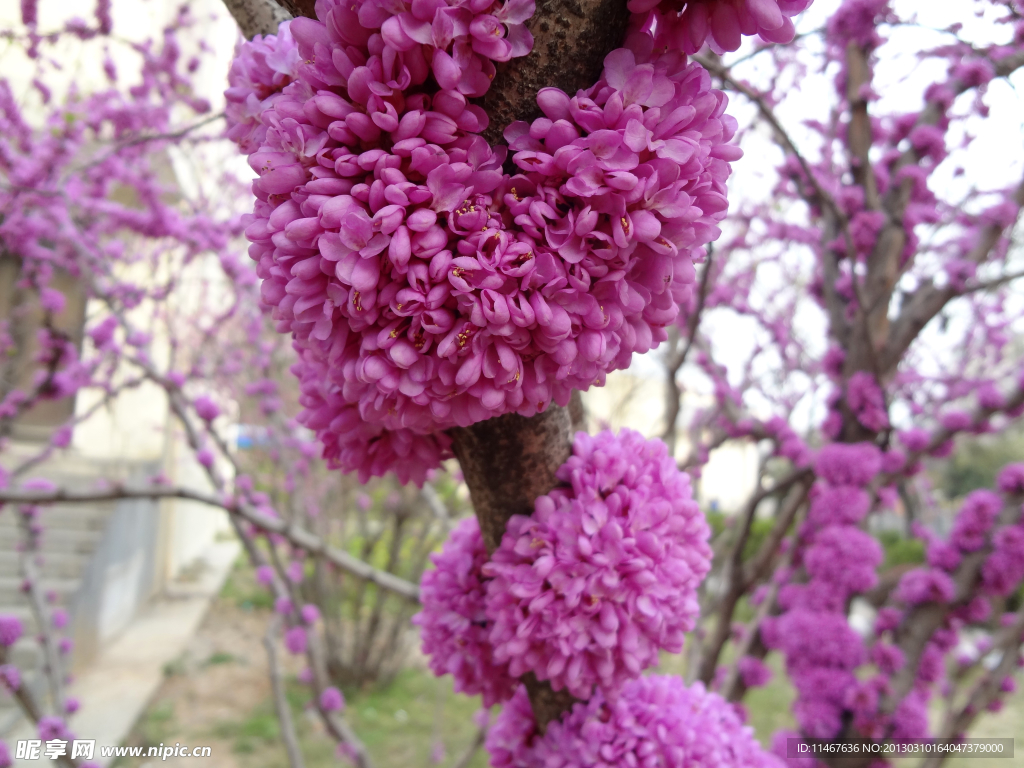 紫荆花