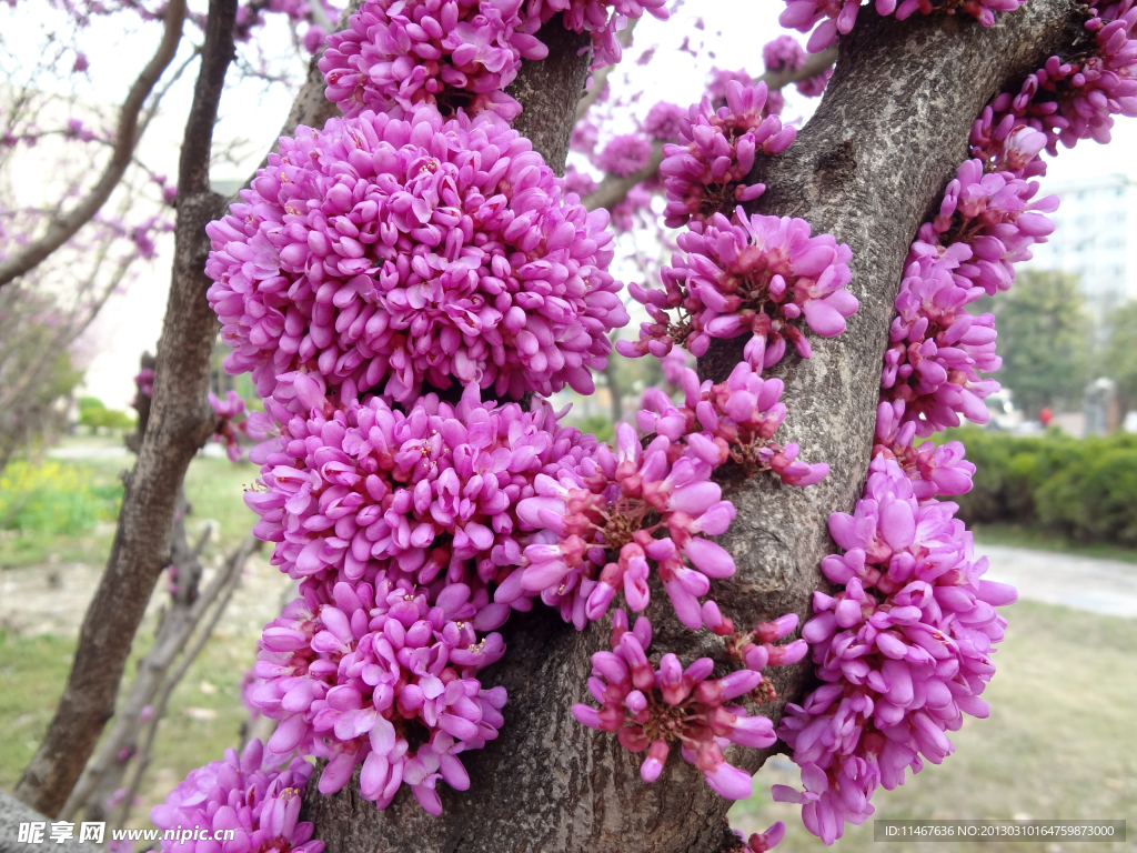 紫荆花