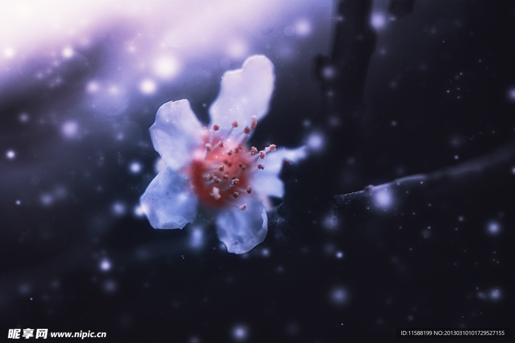 桃花